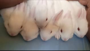 rabbit bunnies for sale