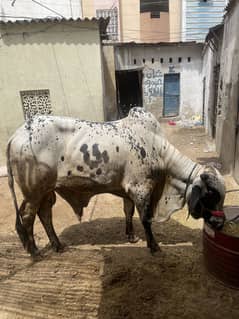 04 Daanth bachra