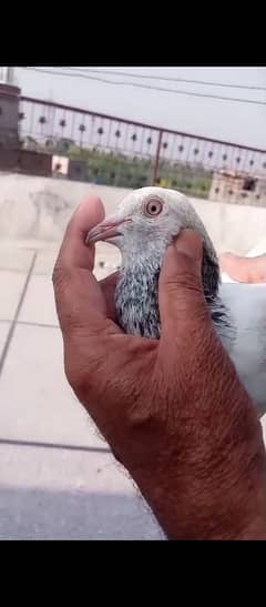 Pure Parwazi High Flyer Piegon For Sale Urgently.
