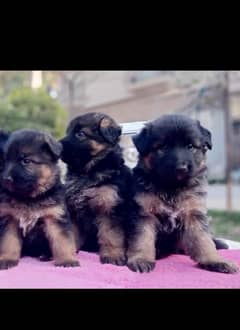 long Cort pup mail femail Available