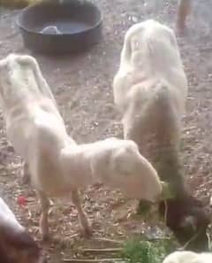 2 female sheep hen or 2 in k baby