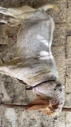 Qurbani Bakra|Goat|Qurbani Janwar|Qurbani Goat| pure desi