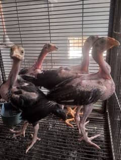 Aseel Murga and aseel Murgi pair with 4 Chicks family