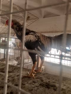 Aseel Murga and aseel Murgi pair with 4 Chicks family