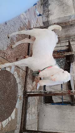pure rajanpuri for sale