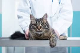 Veterinary services