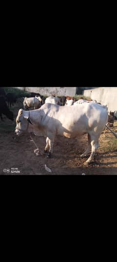 Desi waira