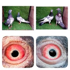 10 pair high flying joro waly pigeon. . . 03201447384