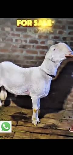 chatra mundra