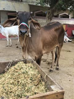 Qurbani
