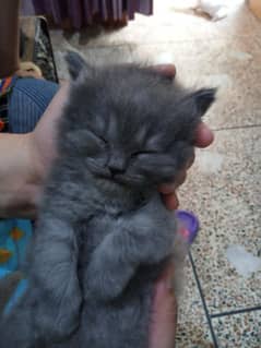 Persian kitten
