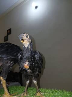 Parrot Beak Hen