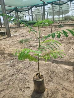 Plant Neem and Gulmohar Trees