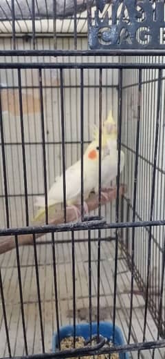 cocktail female are available for sale