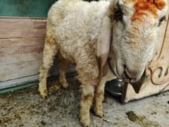 qurbani k Liye  2 dant active and healthy