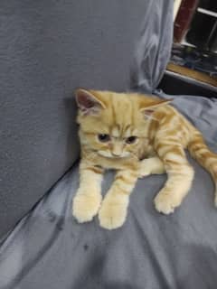Persian