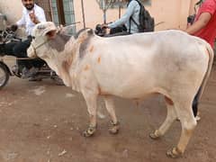 2 dant  bachra