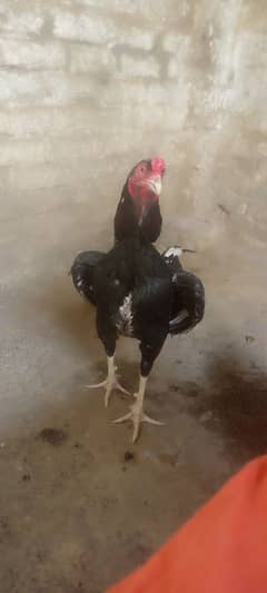 Mianwali aseel murga