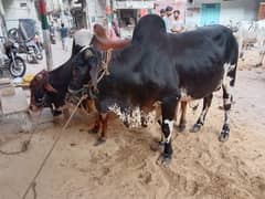 2no bachre hain 4 dant Howe hain