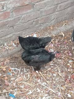 Rooster and 05 hens