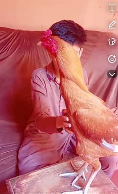 aseel Sindhi jagir murga for sale