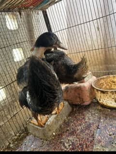 Duck pair