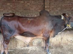 Qurbani 2025