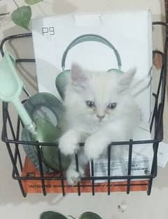 kitten