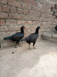 aseel
