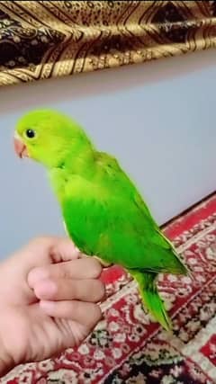 RINGNECK