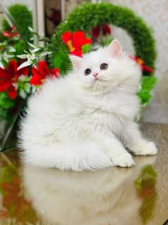 Persian Snow White Female Kitten