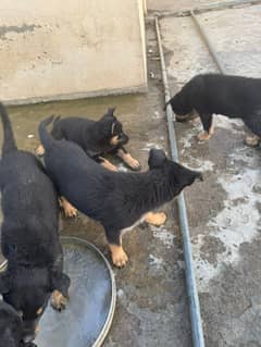 Rottweiler x Huskey