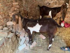 Desi goats