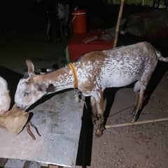 Bakra