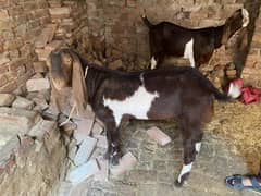 Qurbani goats for sale
