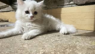 Persian Kitten Available for sale
