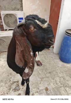 Beautiful Nagra khassi bakra