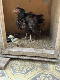 Aseel chicks with female