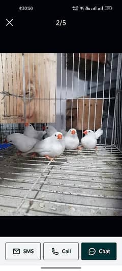 beautiful finchis