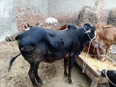 qurbani