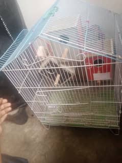 parrot cage