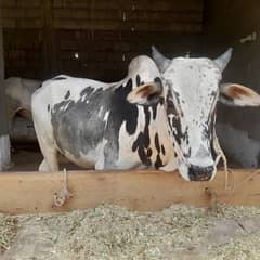 bull for sell loction pind bagwal  Islamabad.