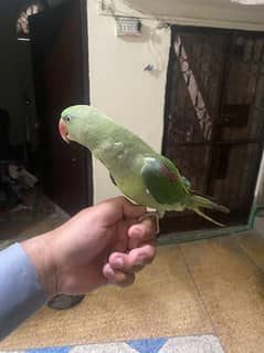 Kashmir