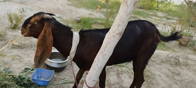 DESI GOAT PREGNANT