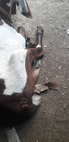 bakri for sell (best for qurbani) 0322/5300480