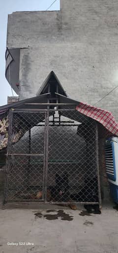 Big Cage size 5×5