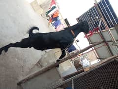 2 daant khassi Bakra