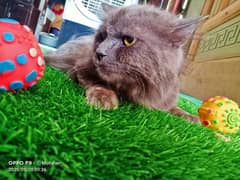 Male Tiger Cat is for sale.