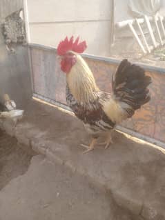 Pure Organic Hens