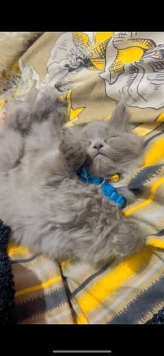 British short hair and Persian mix breed kitten
